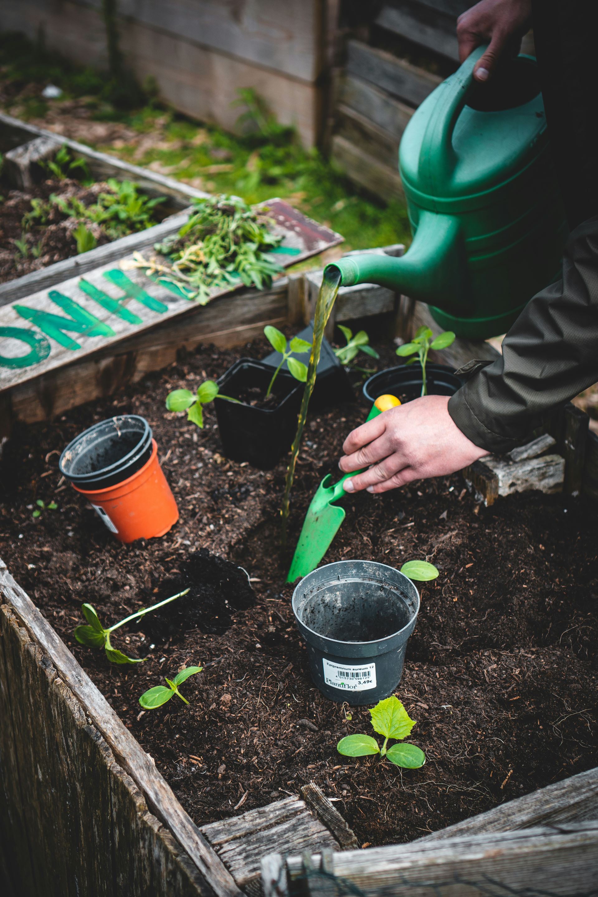 A person digs a hole in the soil, to plant seedlings and water them