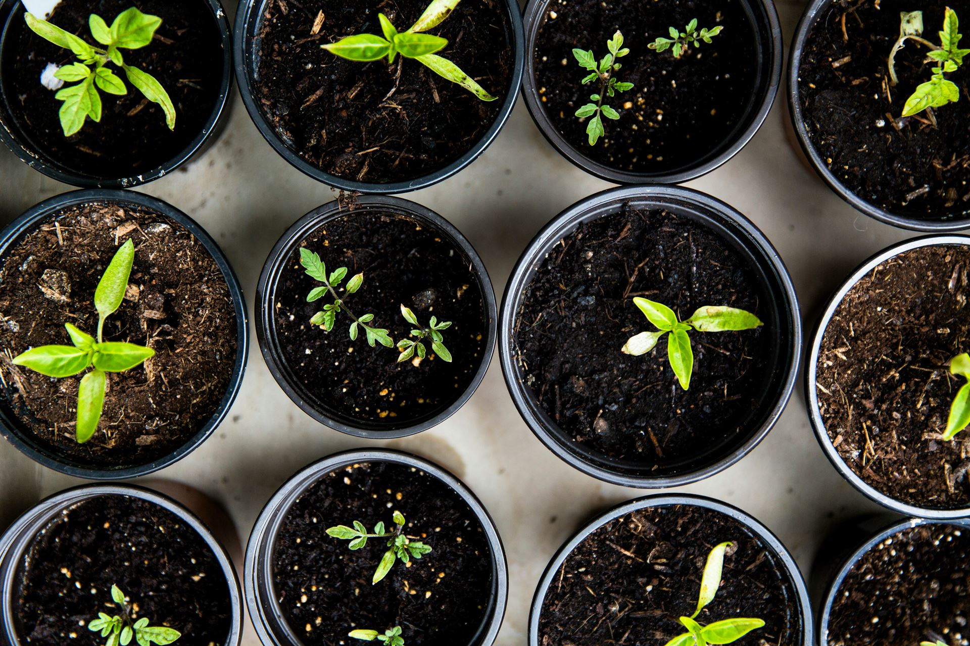 Green seedlings are planted in individual pots of brown compost soil